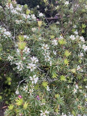Cyathodes glauca