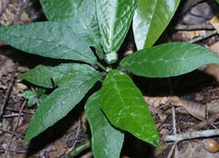Dorstenia choconiana