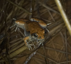 Crinia parinsignifera