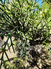 Colletia