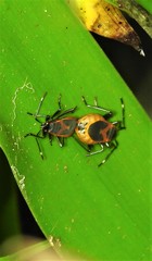 Dindymus circumcinctus