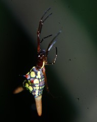 Micrathena brevipes