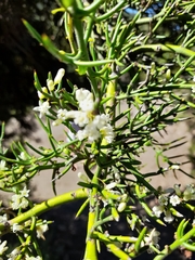 Colletia