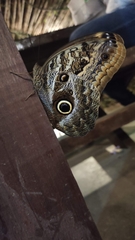 Caligo