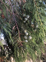 Juniperus poblana