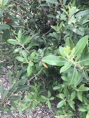 Heteromeles arbutifolia