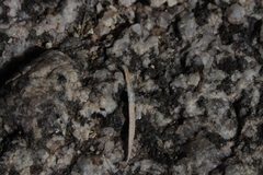 Asteromyia chrysothamni