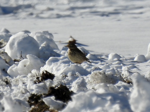 Pipit farlousane