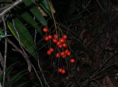 Synechanthus