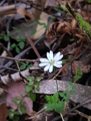 Stellaria flaccida