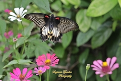 Papilio memnon
