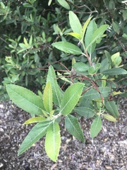 Heteromeles arbutifolia