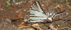 Protographium epidaus