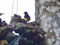 Euphonia hirundinacea