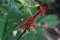Odontonema hondurense
