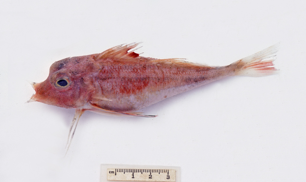 Larson's gurnard (Lepidotrigla larsoni) — Triglidae