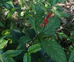 Odontonema hondurense
