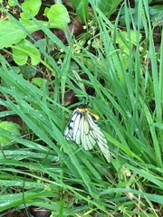 Parnassius glacialis