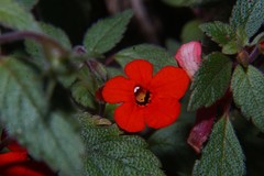 Achimenes erecta