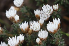 Laxmannia brachyphylla