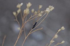 Asteromyia gutierreziae