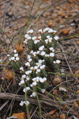 Laxmannia brachyphylla