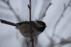 Poecile atricapillus