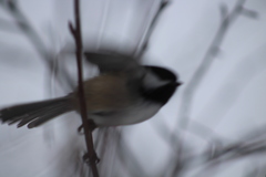 Poecile atricapillus