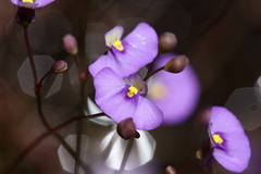 Utricularia paulineae