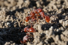 Pogonomyrmex subdentatus