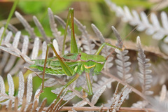 Chlorodectes montanus
