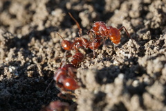 Pogonomyrmex subdentatus