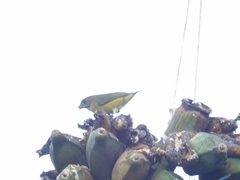 Euphonia hirundinacea