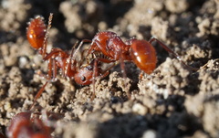 Pogonomyrmex subdentatus
