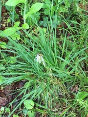 Parnassius glacialis