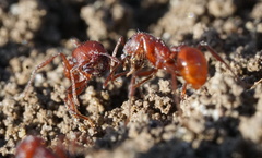 Pogonomyrmex subdentatus