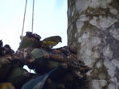 Euphonia hirundinacea