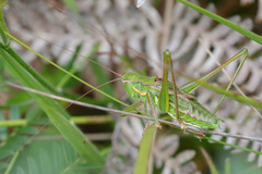 Chlorodectes montanus