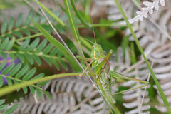 Chlorodectes montanus