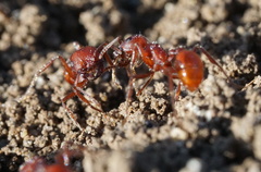 Pogonomyrmex subdentatus