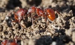 Pogonomyrmex subdentatus