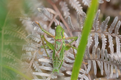 Chlorodectes montanus