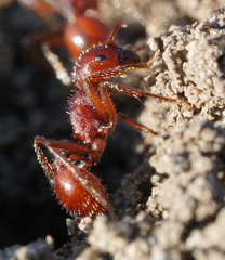 Pogonomyrmex subdentatus