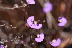 Utricularia paulineae