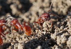 Pogonomyrmex subdentatus