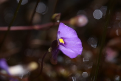 Utricularia paulineae