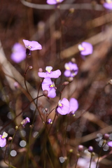 Utricularia paulineae