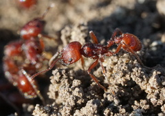 Pogonomyrmex subdentatus