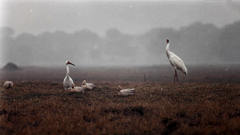 Leucogeranus leucogeranus