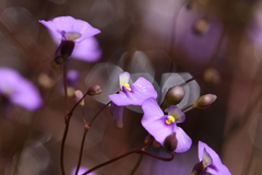 Utricularia paulineae